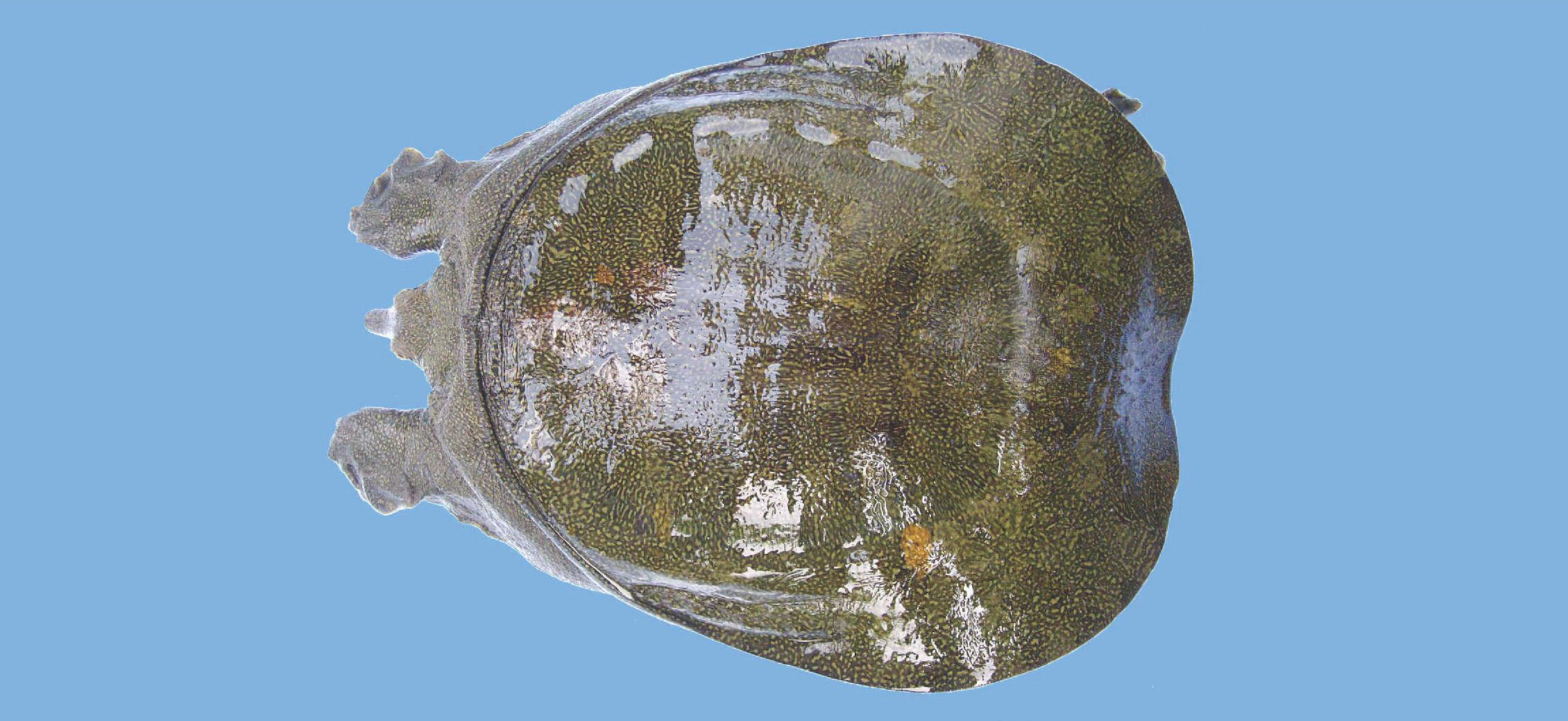 科学网—重庆植物札记之木鳖子（20180624） - 何海的博文